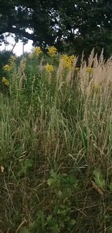 The video shows a close-up of tall grass and yellow flowers swaying gently in the breeze. The camera pans upwards to reveal the lush green canopy of a large tree. The lighting suggests it is daytime, possibly late afternoon. There are no people or animals visible in the frame.
