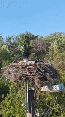 Stork spotted nesting on utility pole, person walks dogs