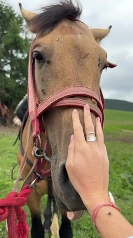 A close-up shot captures a person's hand gently touching the nose of a brown horse. The horse wears a red halter and bridle. The background shows a grassy field with trees and a cloudy sky. Several flies are visible on the horse's face.