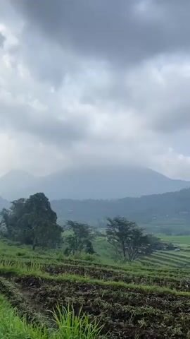 The video presents a landscape view from a somewhat elevated position. In the foreground, there's a cultivated field with visible rows of tilled soil intermixed with green vegetation, possibly grass or young crops. The middle ground reveals a valley with terraced rice paddies and scattered houses. Distant hills and mountains, partially obscured by mist or clouds, form the backdrop of the scene. The sky is overcast. The camera appears to be handheld or mounted on a vehicle, based on slight movements. No people are visible in the frame. The overall impression is one of rural scenery on a cloudy day.