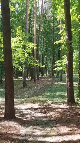 This video shows a path winding through a sun-dappled forest in Potashnaya Polyana, Russia. The scene is dominated by tall trees with green foliage, casting shadows on the sandy path below. The path itself appears to be made of packed earth and scattered pine needles, suggesting a natural, well-trodden trail. The sunlight filtering through the leaves creates a bright, cheerful atmosphere, indicating it is likely daytime, possibly late morning or early afternoon. The overall mood is peaceful and serene, inviting the viewer to imagine a quiet walk in nature. There are no people or animals visible in the frame, emphasizing the solitude of the forest. The video is a static shot, focusing on the stillness and beauty of the woodland setting.