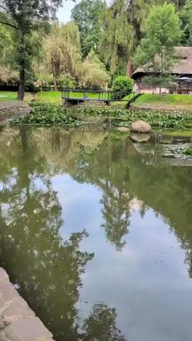 The video shows a serene natural landscape featuring a pond filled with lily pads. In the background, there is a wooden deck or pier extending over the water, surrounded by lush greenery and trees. A traditional-looking building with a thatched roof is visible on the right side of the frame, with a few people standing near its entrance. The water's surface reflects the surrounding trees and sky, creating a symmetrical and tranquil effect. The overall impression is one of a peaceful, well-maintained park or garden.