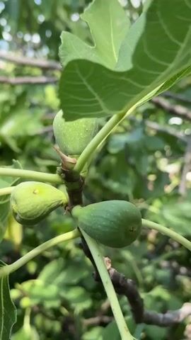 This is a close-up video of immature green figs on a tree branch. The figs are small and oval-shaped, with a smooth skin. They are clustered together on the branch, surrounded by large, lobed green leaves. The background is blurred, suggesting a natural outdoor environment. The video appears to be shot with a handheld camera, with slight movements and focus adjustments. There are no people or animals visible in the video. The overall impression is one of growth and nature.