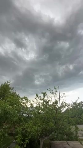 This is a vertical, close-up shot of a tree against a cloudy sky. The clouds are dark gray and appear to be moving, creating a sense of impending weather. The tree is in full leaf and appears healthy. The overall impression is one of nature's power and beauty.