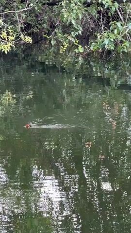A video displays a body of water, likely a pond or lake, with trees and foliage visible on the far bank. The water's surface is rippled, reflecting the surrounding greenery. In the foreground, a dark-colored bird with a white beak is swimming from left to right. Further out in the water, a smaller, reddish-orange object, possibly another bird or a floating item, is visible. The two objects appear to be moving in the same general direction, though their interaction is unclear due to the distance and water conditions. The overall scene is one of nature, with the birds occupying their aquatic environment.