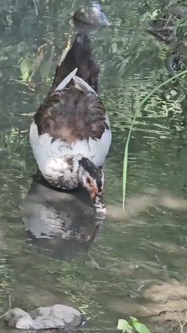 A duck with white and dark brown feathers is standing in murky water, its head lowered and beak in the water as if drinking or feeding. The duck is facing towards the viewer. The water is still, with reflections of the duck and surrounding foliage visible on the surface. The background is blurred and consists of green foliage and shadows.