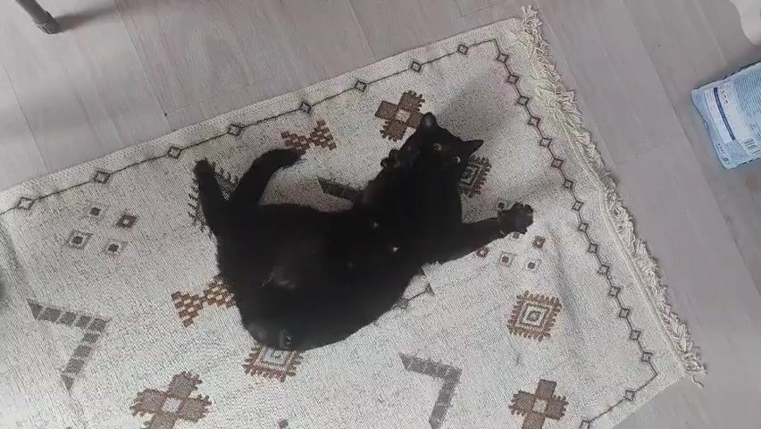 A black cat is lying on its back on a light-colored rug with a geometric pattern. The cat has bright yellow eyes and is looking up at the camera. The rug has a fringe on its edges and is placed on a wooden floor. To the right of the rug, a blue and white bag is partially visible, likely containing pet food. The lighting suggests an indoor setting, possibly during the daytime. The cat appears relaxed and comfortable on the rug.
