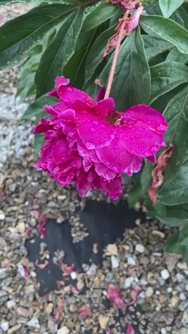 This media file showcases a close-up, vertical view of a vibrant, magenta peony bloom adorned with water droplets, suggesting recent rain or dew. The flower is partially supported by a human hand, which appears in the frame from 00:01 onwards. The bloom is lush and full, with many layered petals, indicating it is in full bloom.

The background features the characteristic dark green foliage of the peony plant, lush and somewhat wet, consistent with the water droplets on the flower. Beneath the plant, the ground is covered with small, light-colored gravel mixed with some darker material, possibly landscape fabric. Scattered reddish-brown fragments, likely fallen petals, are visible on the gravel.

The lighting suggests it is daytime, with the natural light illuminating the flower. The overall mood is one of natural beauty and the freshness of a garden after rain. The location context of Маминское, Russia, grounds the imagery in a specific geographical setting. No visible text is present in the media file.