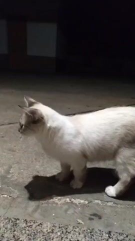 A light-colored cat with darker points walks across a paved surface. The cat is walking from left to right in the frame. The surface appears to be concrete or stone. In the background, there is a dark area which could be a wall or building. To the left of the cat, a large terracotta pot with green plants is visible. The lighting suggests it is nighttime or a very dimly lit area. The cat's shadow is cast on the ground to its left. The cat appears to be exploring or moving through the environment.