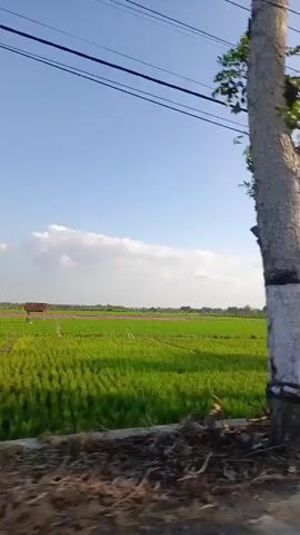 The video shows a view from a moving vehicle, likely a car. In the foreground, a tree trunk with white paint around its base is visible on the right side. To the left, lush green foliage is blurred by motion. In the background, a vast expanse of bright green rice fields stretches across the landscape under a clear blue sky with scattered white clouds. Overhead, power lines run horizontally across the frame. The overall impression is a rural scene, possibly agricultural land, viewed during daytime.