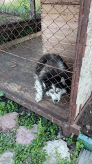 Caged husky observed in rural Russian village enclosure