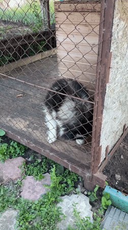 Caged husky observed in rural Russian village enclosure