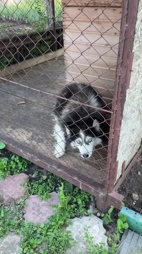 Caged husky observed in rural Russian village enclosure
