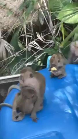 The video shows three monkeys sitting on a blue plastic container. One monkey is sitting on top of another, while a third monkey sits a short distance away, eating a piece of yellow food. The monkeys are brown and hairy. The background consists of greenery, including plants and tree branches. The monkeys appear relaxed and comfortable in their environment.