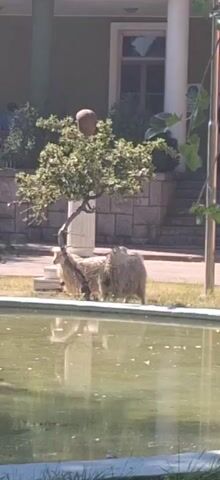 A still image shows two fluffy sheep standing near a pond and a tree. The sheep appear to be dirty or perhaps their wool is matted. One sheep is positioned behind the other. The tree has an unusual object, possibly a gourd or a spherical decoration, at the very top of its branches. The background shows a stone building with windows and stairs. The pond in the foreground reflects the surroundings. The scene appears to be outdoors in daylight.