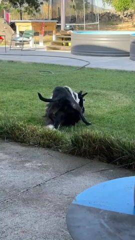 The video shows two dogs playing on a grassy lawn. One dog is black and white, and the other is mostly black. They are wrestling and tumbling on the grass, appearing to be engaged in playful behavior. In the background, there is a patio with a blue table, a concrete pathway, and some outdoor furniture. Beyond the patio, there are two large circular pools and some trees. The setting suggests a backyard or a park in a rural or suburban area, possibly during the daytime, as indicated by the bright lighting and shadows. The overall mood seems lighthearted and energetic, typical of animals at play. There is no visible text in the video. The location context provided is San Lorenzo De Tormes, Spain.