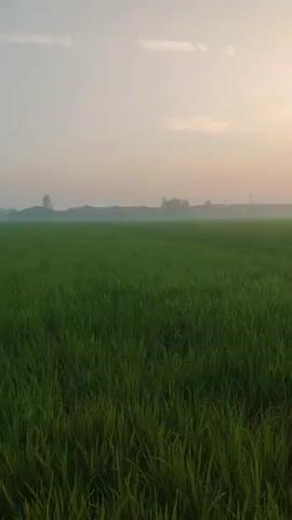 A wide shot of a vast, green, agricultural field under a hazy sky at sunrise. The sun is a bright orb, partially obscured by mist or light clouds, positioned on the right side of the frame. The field, likely rice paddies, is densely covered in green grass or crops, with a slight sheen suggesting dew or moisture. In the distance, a faint treeline and possibly some man-made structures are visible, shrouded in atmospheric haze. The overall mood is serene and peaceful, with the rising sun casting a soft, diffused light.