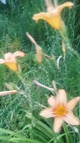 The video shows a close-up view of orange lilies blooming in a garden setting. The lilies are vibrant and in focus, with their petals unfurling. The background consists of lush green foliage and grass, suggesting an outdoor environment. The lighting appears to be natural, indicating it could be daytime, possibly late afternoon or early evening given the soft light. The overall mood is peaceful and serene, highlighting the natural beauty of the flowers. There are no people or objects other than the plants visible in the frame. The location context provided is Özgön, Kyrgyzstan, which suggests a rural or natural setting. There is no visible text in the media file.