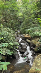 Forest stream flows over mossy rocks in Megamendung