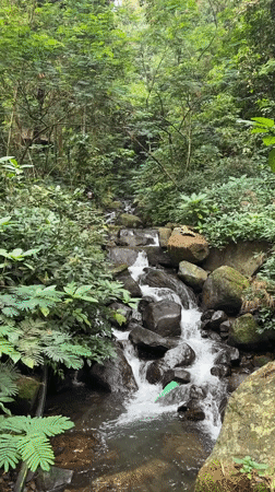 Forest stream flows over mossy rocks in Megamendung