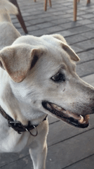 Tourist feeds dog at beachfront restaurant in Bali