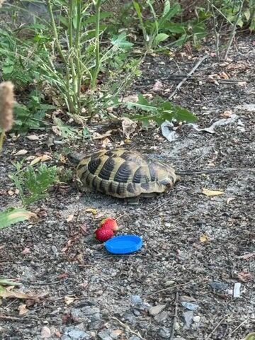 A tortoise is on the ground next to two strawberries and a blue bottle cap. The tortoise is facing to the left, and its shell is visible. The ground is covered in dirt and small rocks, and there is some green foliage in the background.