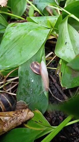 The video captures a close-up view of several snails moving across green leaves and the dark soil. One snail is prominently featured in the center, crawling vertically up a leaf. Its shell is brown with darker spiral markings, and its pale body is extended. To the left, another snail is partially visible, with its striped shell resting on a dry leaf. Further down and to the left, a third snail's shell is visible, also appearing to be moving. The leaves are large and wet, with visible water droplets. The background consists of more green foliage and dark, damp soil. The lighting suggests an overcast or shaded environment.