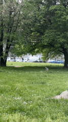 Dog enjoys morning walk in tree-lined Milan park