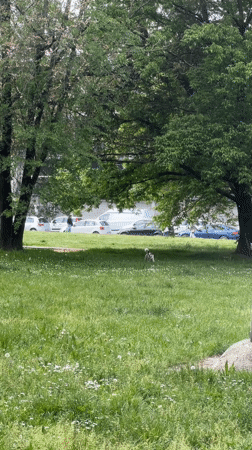 Dog enjoys morning walk in tree-lined Milan park