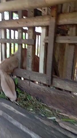 The video shows a goat pen constructed from wood. In the foreground, a wooden trough filled with grass is visible. In the background, a goat with brown and white markings and long ears pokes its head through a gap in the wooden structure, looking directly at the camera. Another goat's hindquarters are visible to the left. The overall environment appears to be an outdoor enclosure, possibly a farm or rural setting.