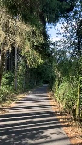 A paved road runs through a forest. The road is lined with trees on both sides, casting long shadows across the pavement. The sun is shining, and the sky is blue with some clouds. The trees are mostly evergreen, with some deciduous trees mixed in. The road appears to be empty, and there are no people or vehicles visible. The scene suggests a peaceful and secluded natural environment.
