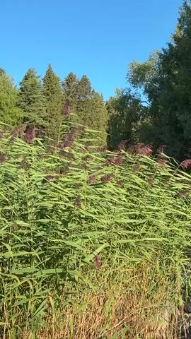 A vertical video begins with a close-up shot of tall, green reeds with dark purple flower tops swaying in the wind. The reeds fill the foreground, obscuring the background. As the camera pans slowly to the right, the reeds continue to dominate the frame. In the distance, a line of green trees forms the horizon, beneath a clear blue sky. The video continues to pan right, revealing a body of water. A small white and blue boat is visible on the water, moving away from the shore. The reeds remain in the foreground, partially obscuring the view of the boat and the distant treeline. The video ends with a shot of the reeds in the foreground and the water and boat in the background.