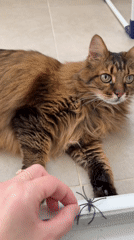 Kyiv apartment cat meets a toy spider