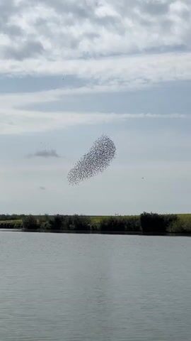 A large flock of birds flies in formation over a body of water. The sky is cloudy with patches of blue. The birds are small and dark and are clustered together in a swirling mass. The water is calm and reflects the sky. The shoreline is lined with green vegetation and trees. The video appears to have been taken from a boat or other watercraft.