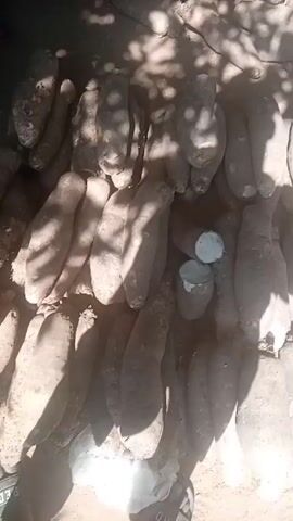 The video shows a marketplace with a large quantity of yams laid out on the ground. People are walking around and interacting with the yams, presumably buying or selling them. There are also bags and other items visible in the background. The scene appears to be outdoors, possibly under the shade of a tree.