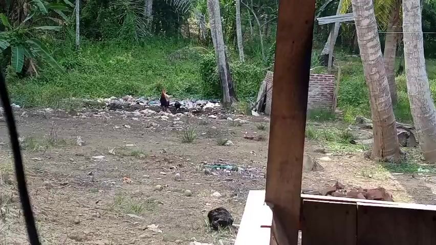 This is a daytime video of a rural outdoor scene. In the foreground, a brown wooden structure partially obstructs the view on the right side. The ground is dirt and appears somewhat dry, with scattered debris including plastic and some green vegetation. In the middle ground, several chickens are visible. Two chickens, one larger and darker, and one smaller and lighter, are standing near a pile of debris. Another dark-colored chicken is pecking at the ground further into the scene. In the background, dense green foliage and palm trees are prominent. A makeshift structure made of brick and possibly wood is also visible in the background, along with more debris and vegetation. The overall impression is of a somewhat unkempt, natural environment.