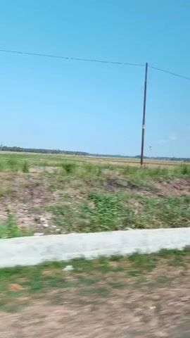 The video captures a moving perspective of a rural landscape under a clear blue sky. The scene features an open field with patches of green grass and dry, light brown vegetation. A grey concrete barrier is visible in the foreground, indicating a road or pathway. A tall, thin pole with a wire extending from it stands in the mid-ground on the left, and another similar pole is visible in the distance on the right. In the far distance, a line of trees or vegetation creates a horizon. A solitary banana tree with its leaves tied up is prominently featured in the middle of the frame. The overall impression is one of a sunny day in a sparsely populated agricultural area.