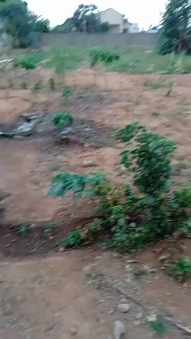The camera pans from a sparse dirt yard growing a few small trees and plants, revealing a set of plastic fish tanks of varying colors. The tanks are supported by a metal frame and are connected to each other by PVC piping. The tanks appear empty. The yard is surrounded by a low brick wall and some buildings are visible in the background.