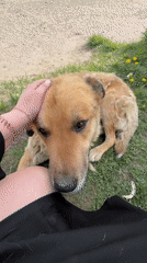 Person spends quiet afternoon with dog in Noviy, Russia