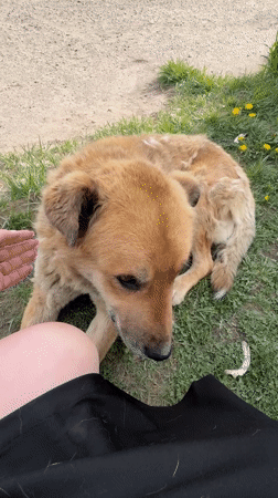 Person spends quiet afternoon with dog in Noviy, Russia