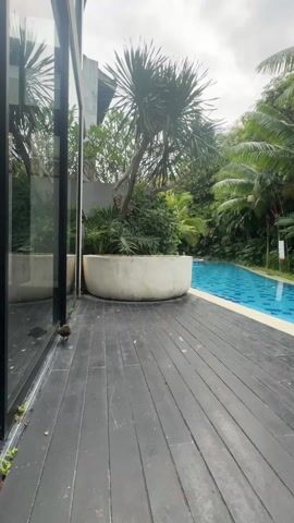 The camera pans right along a dark wooden deck next to a swimming pool. Adjacent to the deck is a glass wall that reflects the trees. A large, round, white planter sits between the glass wall and the pool. Palm trees and other lush greenery line the pool, creating a tropical atmosphere. The pool is blue with a checkered pattern on the bottom. The sky is overcast. A small bird is walking near the glass wall.