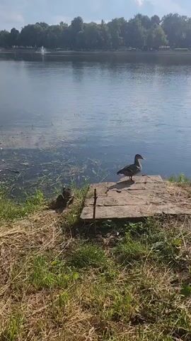 A scenic view of a lake with trees in the background and a fountain in the distance. In the foreground, two ducks are on a wooden platform by the water's edge. One duck stands alert, while the other is partially obscured by the first, appearing to be resting or grooming. The water is calm, with some aquatic plants visible near the shore. The sun is shining, casting shadows on the grass and the wooden platform.