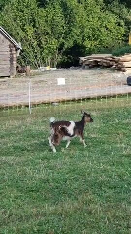 A medium shot pans right across a grassy area with a fence in the foreground and trees in the background. In the center of the frame, a goat with brown and white fur walks from left to right. Behind the fence, there is a stack of lumber, a yellow vehicle, and a large truck. In the foreground, a hollowed-out log serves as a trough.