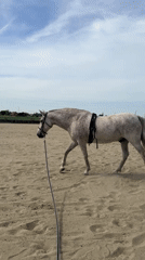 Speckled horse on a lead line crosses a sandy arena in Belgium