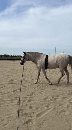 Speckled horse on a lead line crosses a sandy arena in Belgium