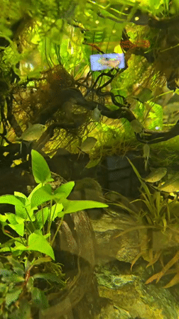 Neon tetras and angelfish in a thriving planted aquarium