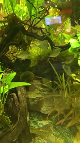 Neon tetras and angelfish in a thriving planted aquarium