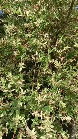 The video shows a close-up of a plant with variegated leaves, which are green with white edges. The plant is outdoors, and the sunlight is filtering through the leaves, creating a dappled effect. The branches of the plant are thin and somewhat tangled, and there are a few dry twigs visible among the leaves. The background is blurred, but it appears to be a natural setting with some darker foliage and a hint of blue sky at the top of the frame. The camera is held steady and angled slightly upwards, focusing on the details of the leaves and branches.