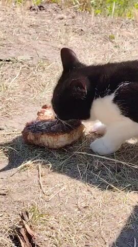 A black and white cat is eating a piece of meat on the ground. The ground is covered in dry grass and dirt. The sun is shining, casting shadows on the ground.