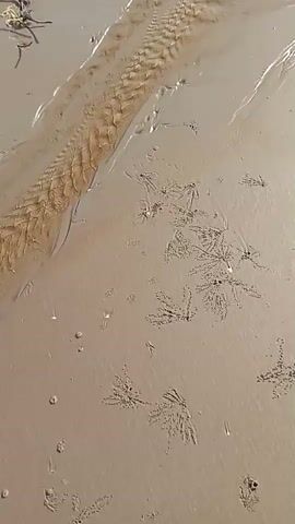 The video shows an overhead shot of a sandy beach with small crabs creating intricate patterns on the wet sand. A small stream of water flows diagonally across the frame, with ripples formed in the sand where the water meets the shore. The camera is static throughout the video.